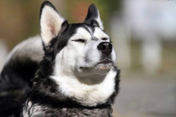 cane con gli occhi chiusi