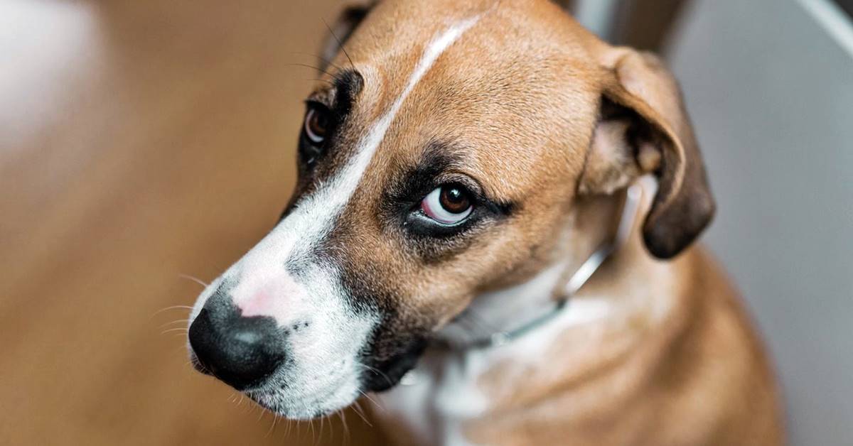 Cane prepotente: i segnali che testimoniano la sua indole