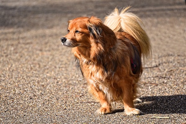 cagnolino in piedi