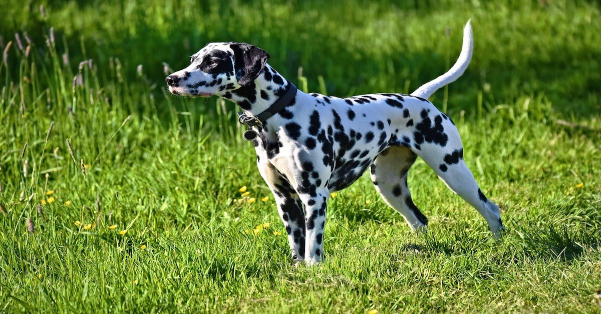 Cane sta sempre in piedi, cosa significa? Ecco perché lo fa