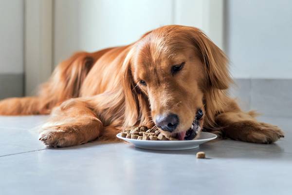 cane che mangia i croccantini