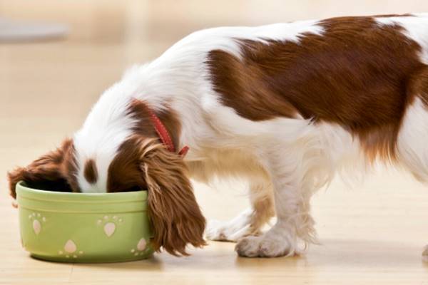 cane buffo che mangia la sua pappa