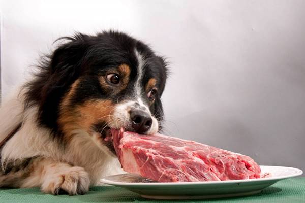 dare la carne cruda al cane