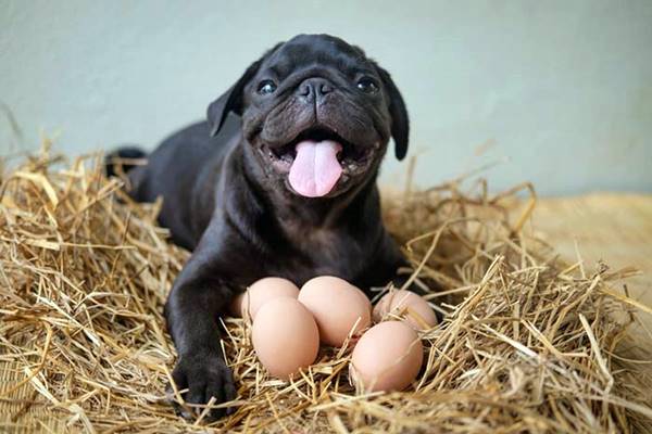 cane felice in mezzo alle uova