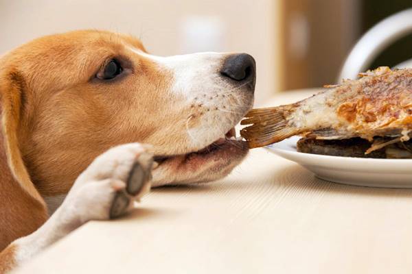 pesce fritto fa male al cane