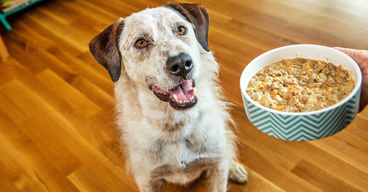 I cani possono mangiare i cibi cotti? E quali?