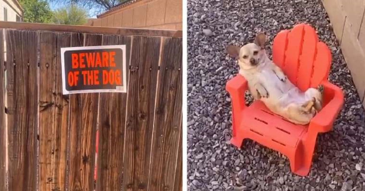 Chihuahua da guardia beccato sonnecchiando sul posto di lavoro (VIDEO)