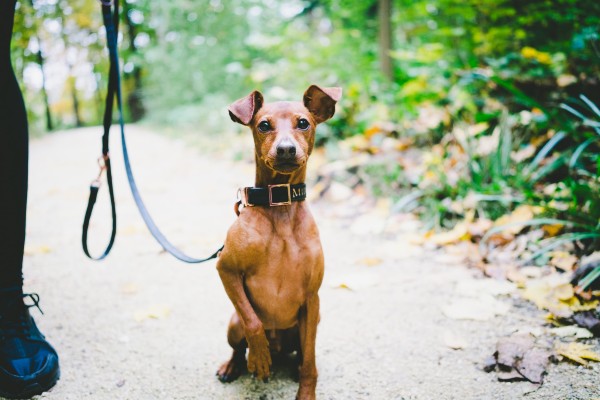 Zwergpinscher