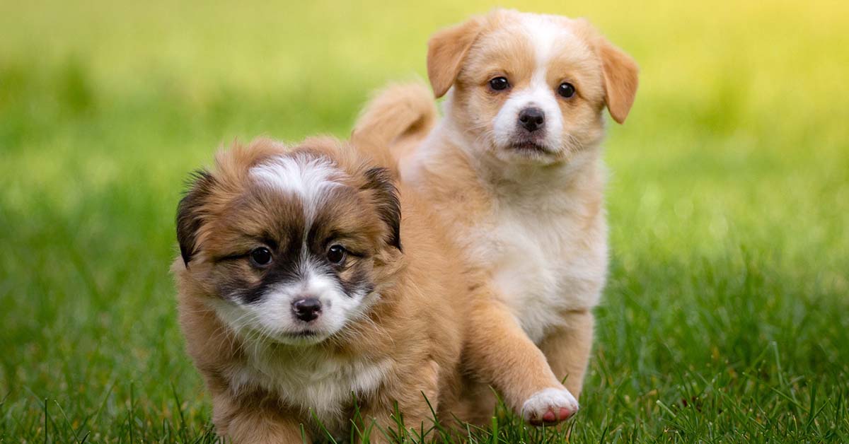 Come nutrire il cucciolo di cane