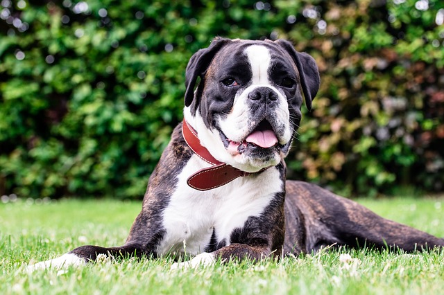 cucciolo di cane ansima molto