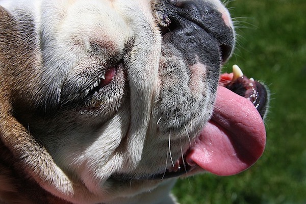 cucciolo di cane ansima molto