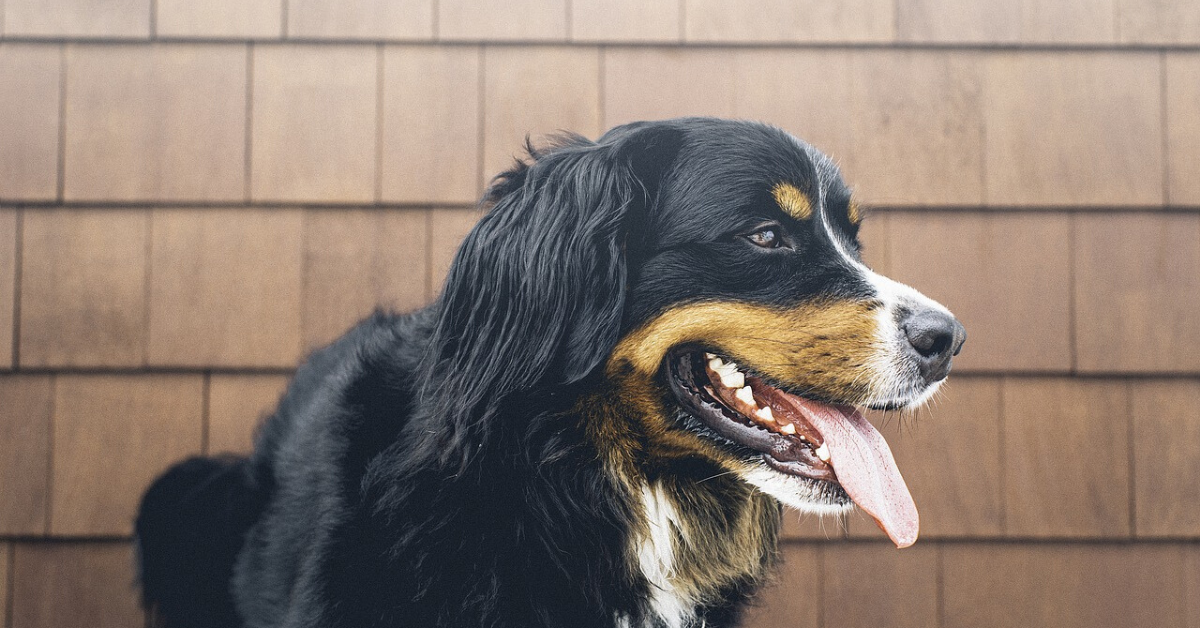 Cucciolo di cane ansima molto: cosa può significare e come aiutarlo