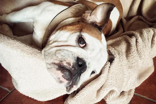 cucciolo di cane ansioso