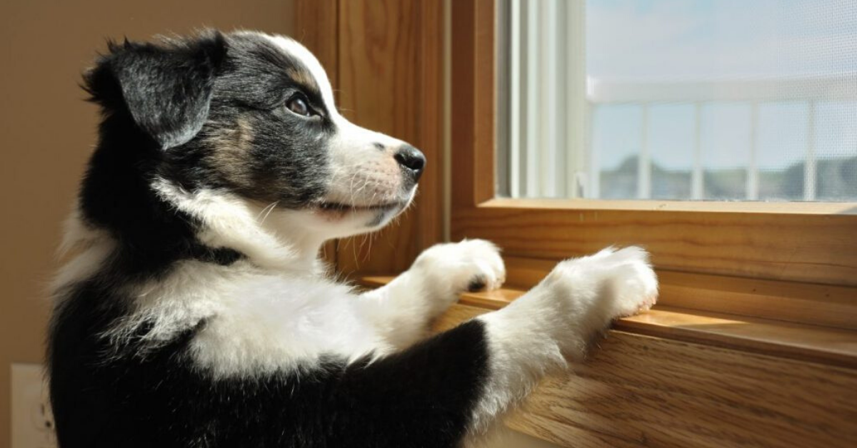 Cucciolo di cane ansioso: come gestire questo comportamento e aiutarlo