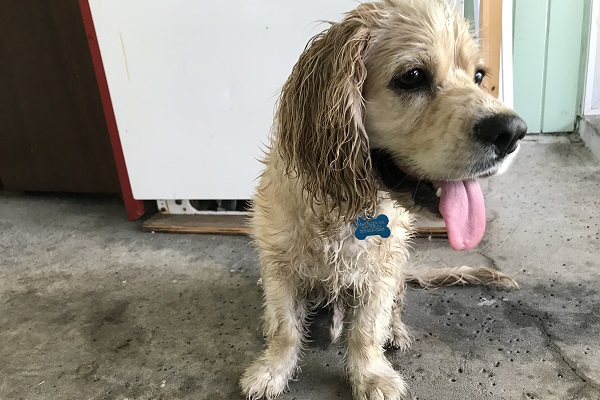 cane appena finito sotto l'acqua