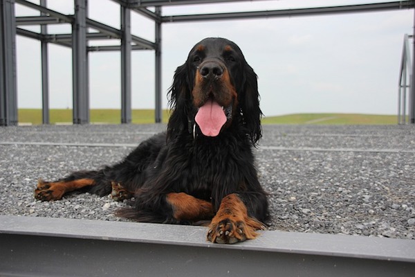 cucciolo di cane che ansima molto