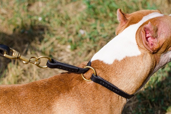 collare a semistrozzo cane