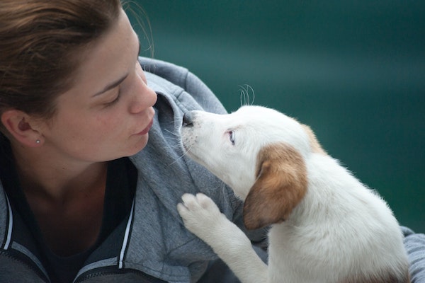 cucciolo di cane come vede gli umani