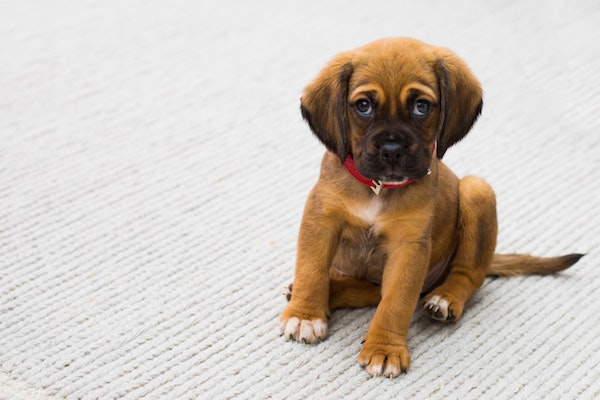 cucciolo di cane come vede gli umani