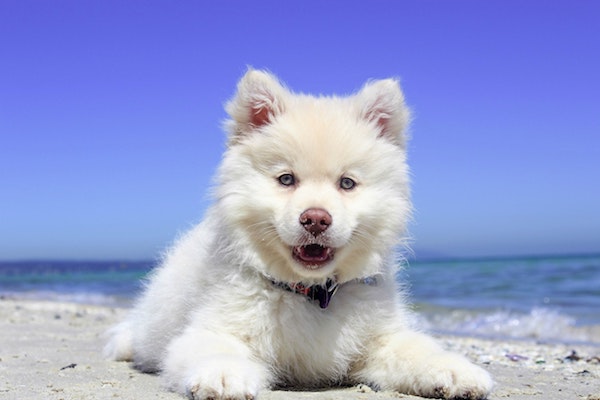 cucciolo di cane come vede gli umani