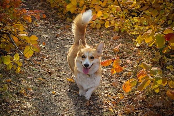 cagnolino felice