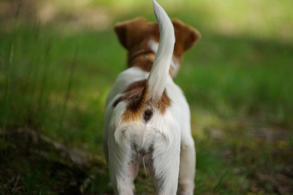 come muove la coda il cane