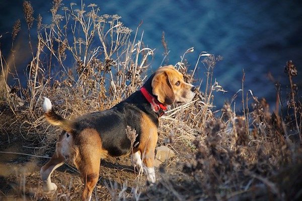 coda alta cagnolino si diverte