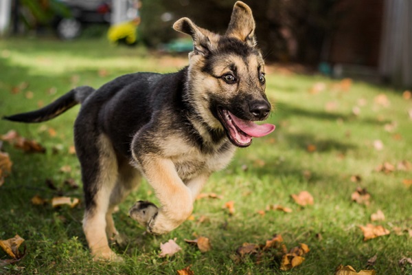 cucciolo di cane pastore tedesco che corre