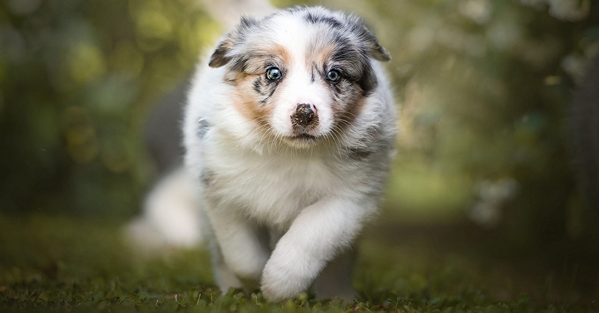 Cucciolo di cane corre sempre: è normale oppure è iperattivo?