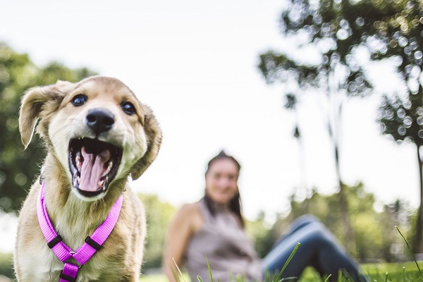 cane al parco che si diverte