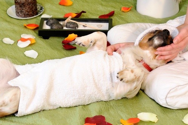 cane durante un massaggio relax