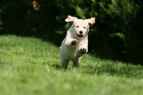 cucciolo di cane labrador che corre