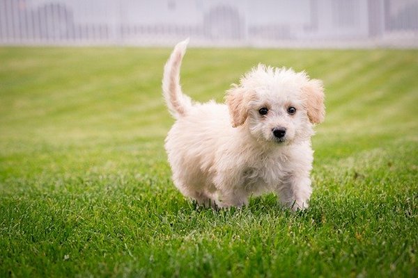 cucciolo di cane corre sul prato