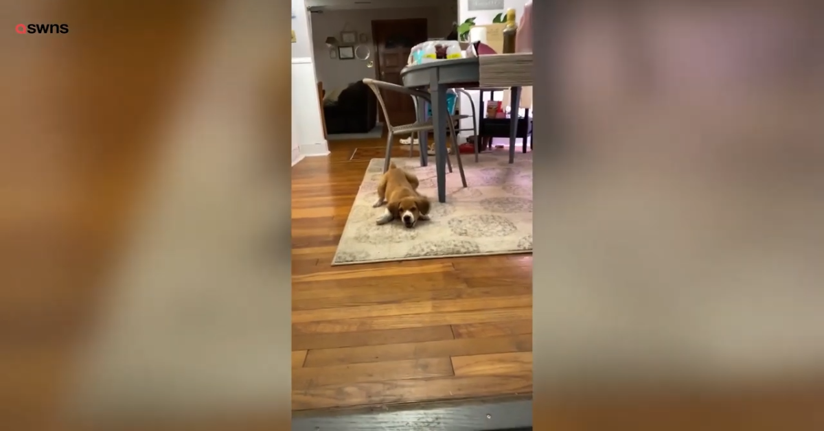 Cucciolo di cane lotta contro l’aspirapolvere: la battaglia è tenerissima (VIDEO)