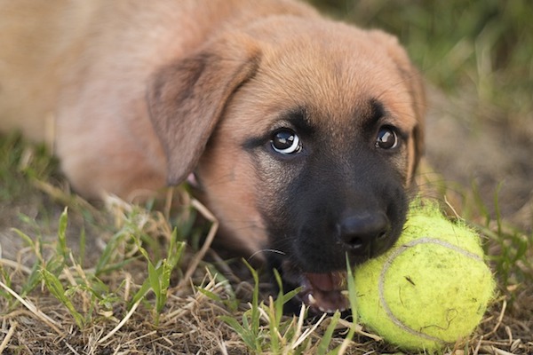cane gioca con pallina