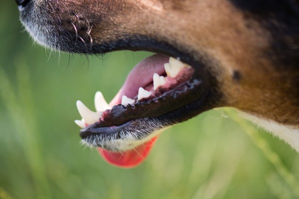 cane al parco