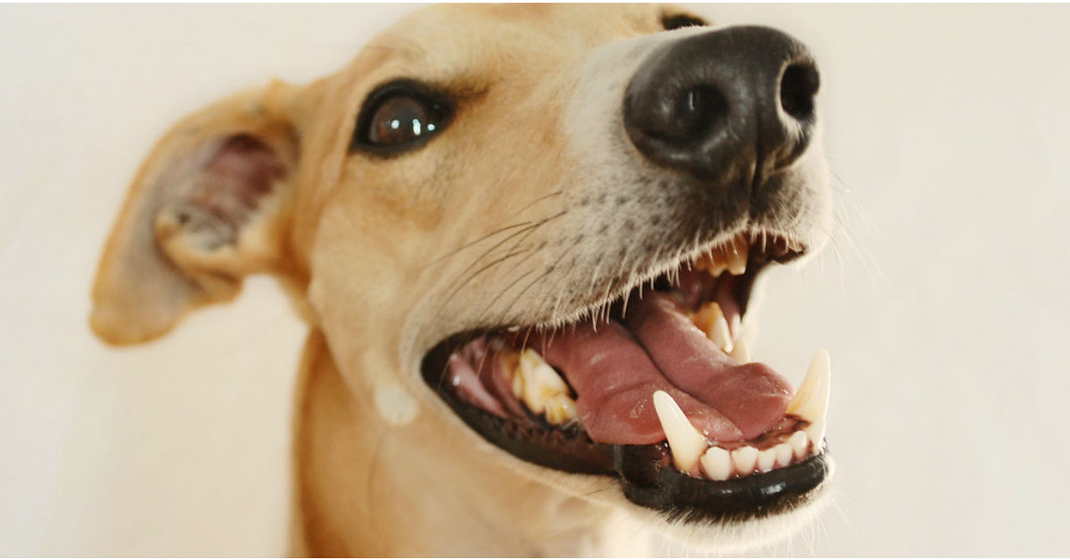 Cucciolo di cane, primi dentini: come cambiano e cosa sapere