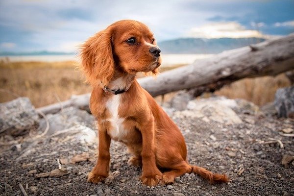 cucciolo di cane si riposa