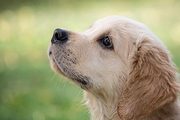 cagnolino dolce osserva padrone