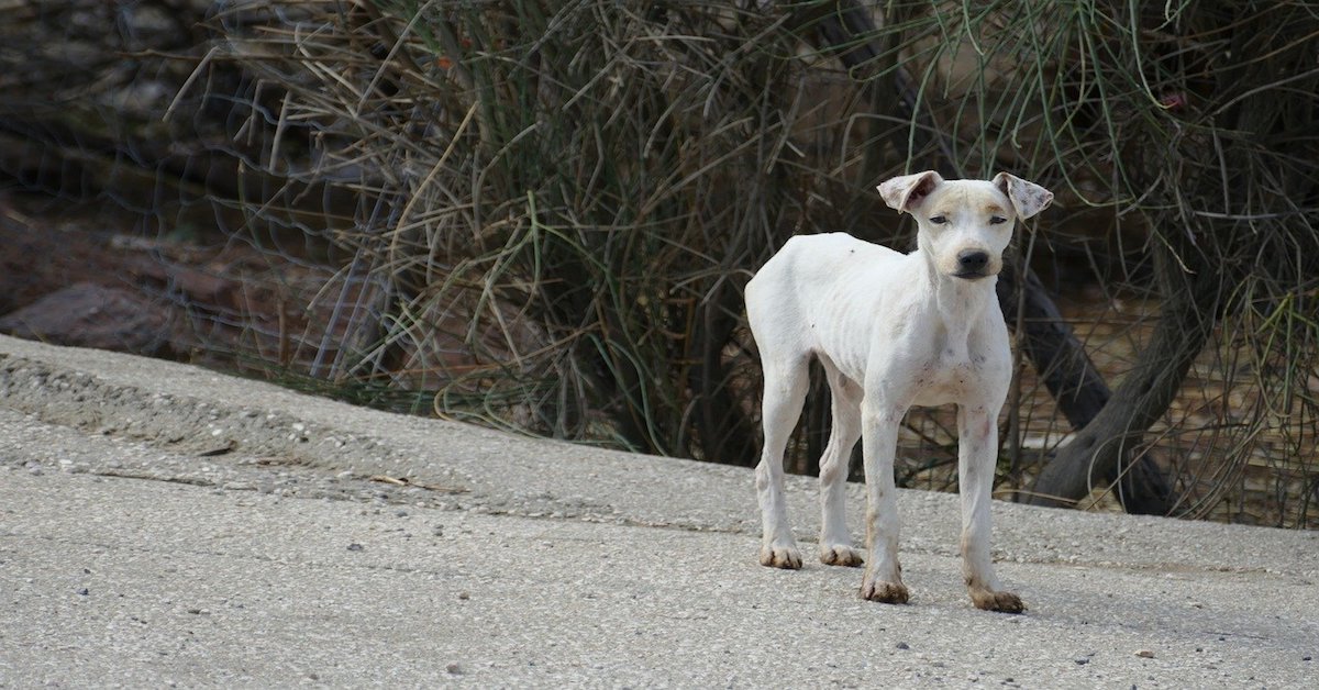 Cucciolo di cane rachitico: sintomi, cause e cose fare