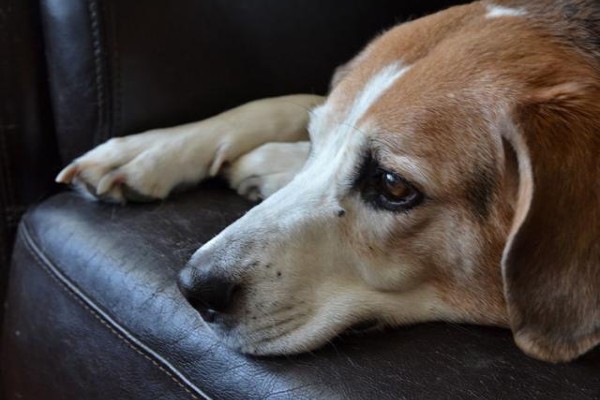 cane sul divano