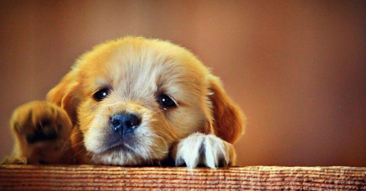 Cucciolo di cane sempre triste: cosa può significare? Cause e soluzioni