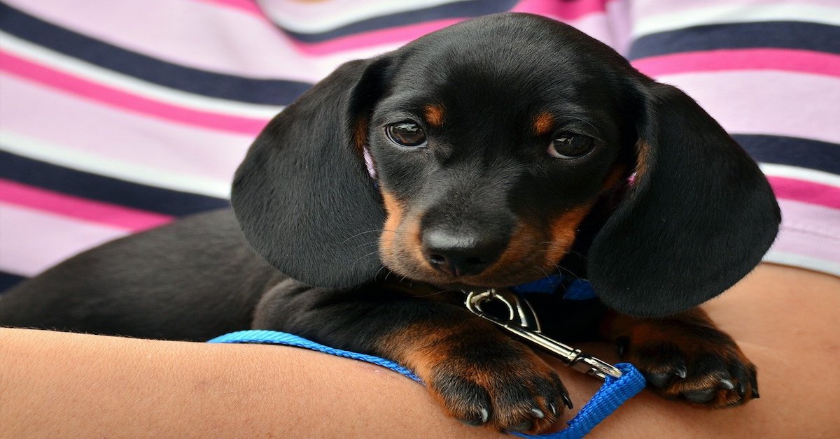 Cucciolo di cane che si fida troppo: come aiutarlo a stare attento?