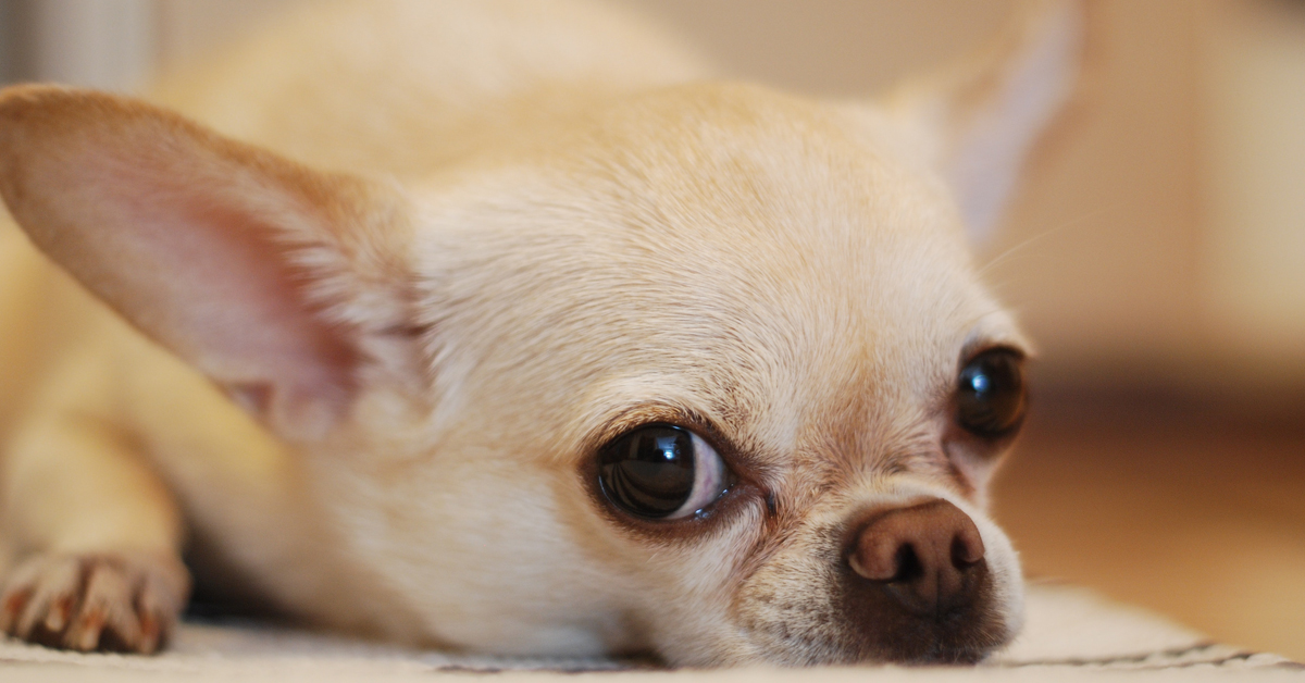 Cucciolo di cane che trema: cosa può significare e come aiutarlo