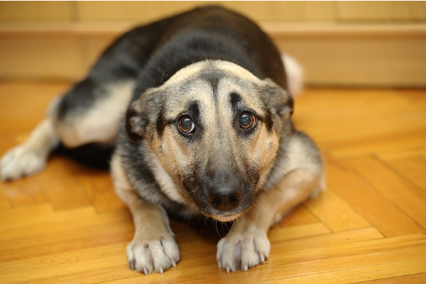 cane coricato