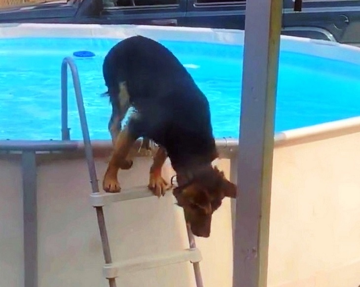 elliot cane esce da piscina