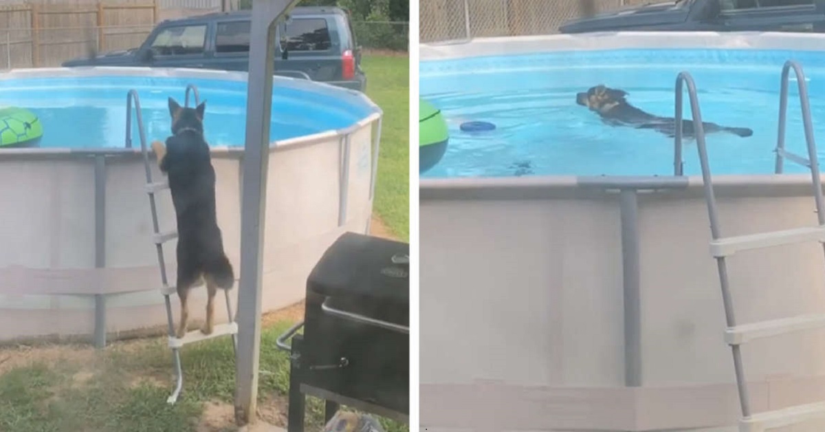 Cucciolo di pastore tedesco beccato mentre si tuffa in piscina (VIDEO)