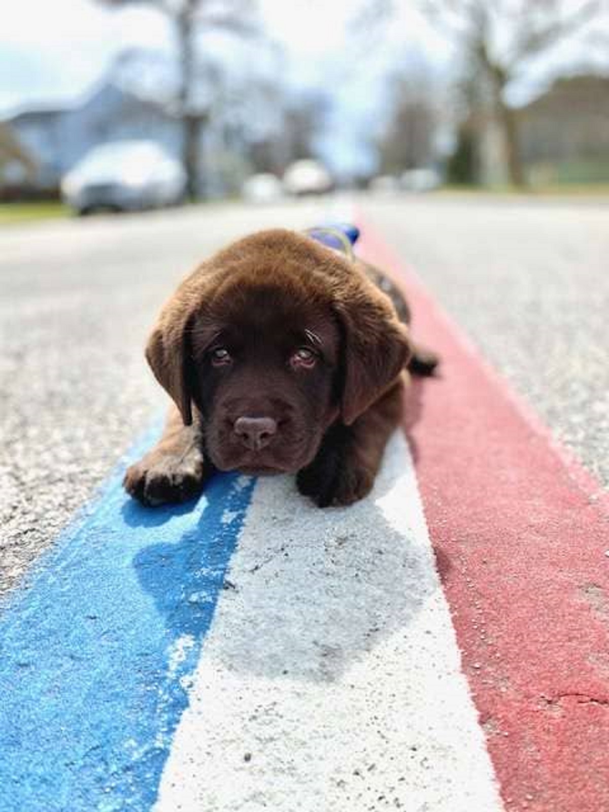 cucciolo di labrador