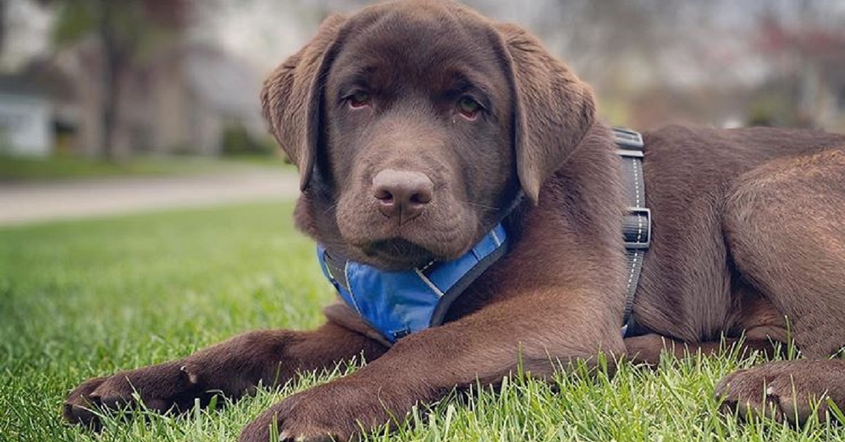 Cucciolo Labrador Retriever fa un pisolino durante la sua cerimonia di giuramento (VIDEO)