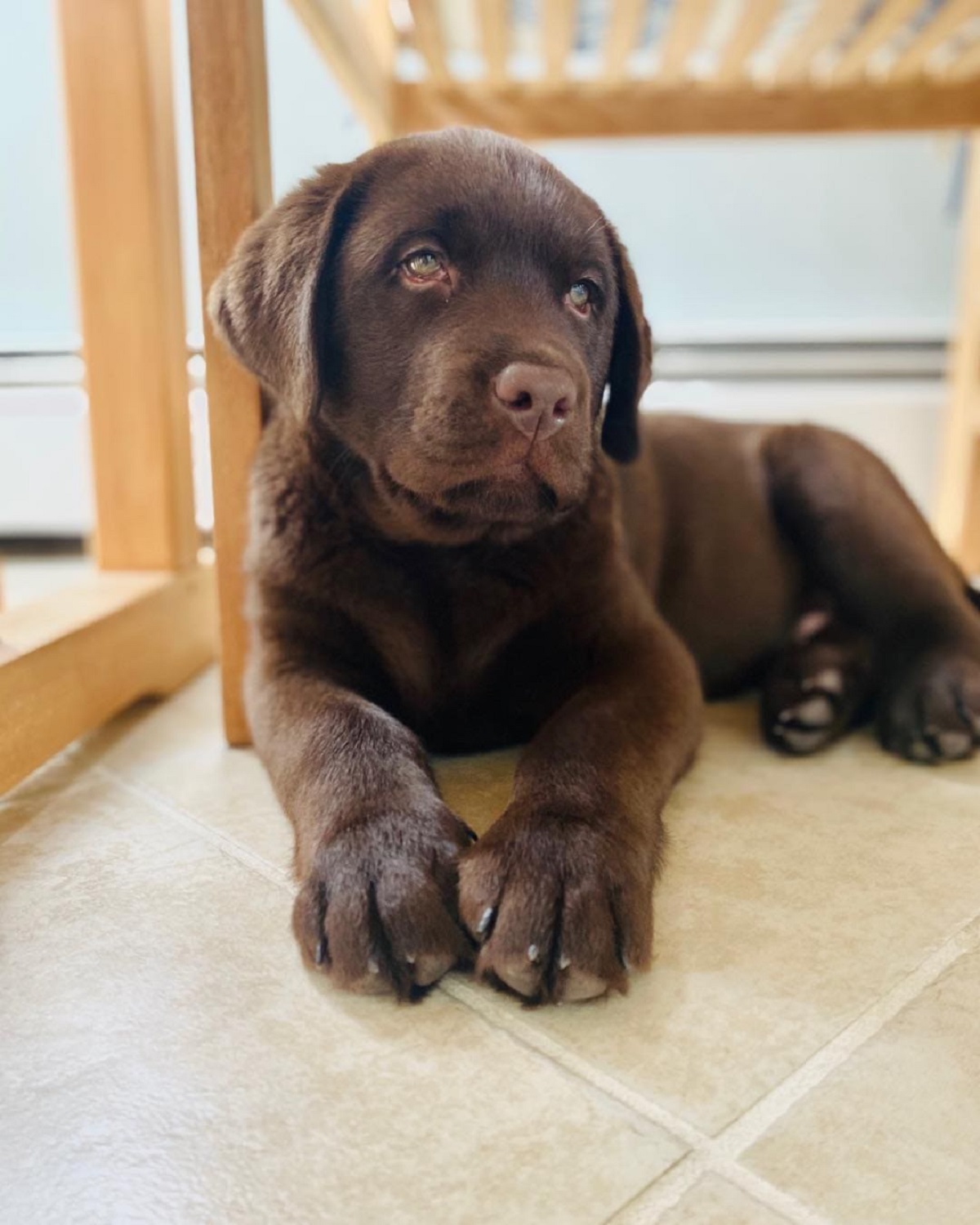 Brody il labrador retriever